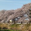 伊佐沼の桜並木