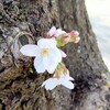 樹の途中からも咲き始めた