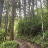 2026/6/5 林道