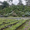 2026/6/5 小田原城東堀花菖蒲園