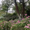 2026/6/5 小田原城東堀にて
