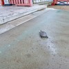 住吉大社の敷地内に亀！！
