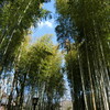 修善寺の竹林