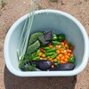 野菜収穫