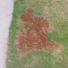 枯れた芝の所には芝の目土を入れました