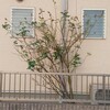 Balife(薔薇の虫･病気)をスプレーしました