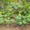 元はゴーヤの苗から地をはう何らかの野菜?!