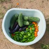 野菜収穫