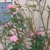 我が家の薔薇※接写