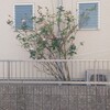 我が家の薔薇