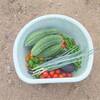 野菜収穫
