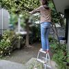 梅の木の剪定作業　危ない乗り方