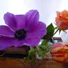 MAXMILEANOがくれたお花（＾－＾）