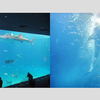 美ら海水族館