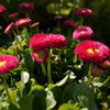 うつぼ公園の花　編集なし