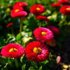 うつぼ公園の花　popカラーで編集