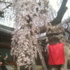 氷室神社のしだれ桜