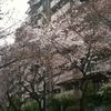 咲き始めた桜