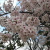さくら　さくら　さくら