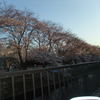 引地川の千本桜