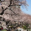 2011.4.6千鳥が淵の桜