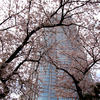 六本木ヒルズの桜2011.4.10