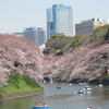 2011.4.6千鳥が淵の桜