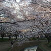引地川の千本桜