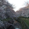 引地川の千本桜