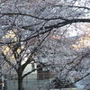 引地川の千本桜