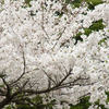 浜離宮の桜