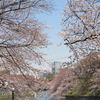 2011.4.6千鳥が淵の桜