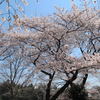 2011.4.6千鳥が淵の桜