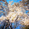 靭公園　しだれ桜