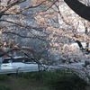 引地川の千本桜