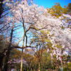 靭公園　しだれ桜