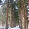 まだ参道は雪がモリモリ