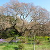 吉高の大桜も、まだちょっと早かった・・・