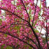 桜だけじゃないぞって。何の花だろう。。
