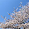 日比谷公園の桜2011.4.12