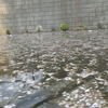 目黒川に浮かぶ桜