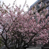 sakura2011