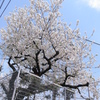 sakura2011
