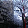 sakura2011