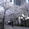 sakura2011