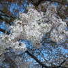 近所のお寺の桜…と、青空。綺麗で物悲しい。