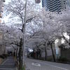 sakura2011
