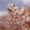 三神峯公園の桜