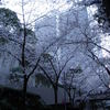 sakura2011