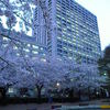 sakura2011